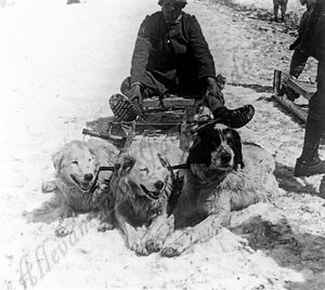 Il Maremmano Abruzzese nella grande guerra_JacoponeDaTodi_6