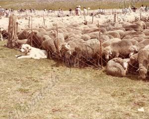 Pastore Maremmano Abruzzese, viaggi nell'appennino