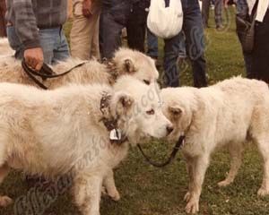 Pastore Maremmano Abruzzese, viaggi nell'appennino