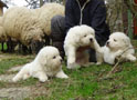 Our puppies during weaning