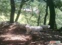 Maremma Abruzzo to guard the flocks of breeding