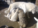 Mother mercy Maremmano Abr. Caucasus Mountains orphan puppy feeding