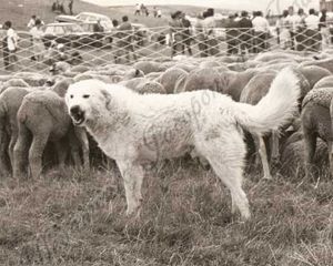  Pastore Maremmano Abruzzese, lupo attaccato dai cani